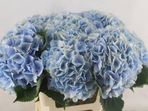 Hydrangea macrophylla 'Verena' (blauw)