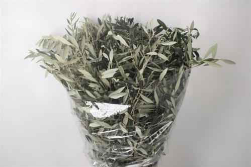 Olea europaea per bos