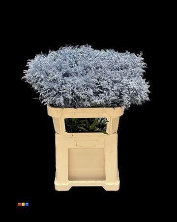 Solidago kleurbehandeld H%