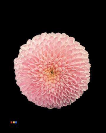 Chrysanthemum Indicum Grp tros santini kleurbehandeld H%