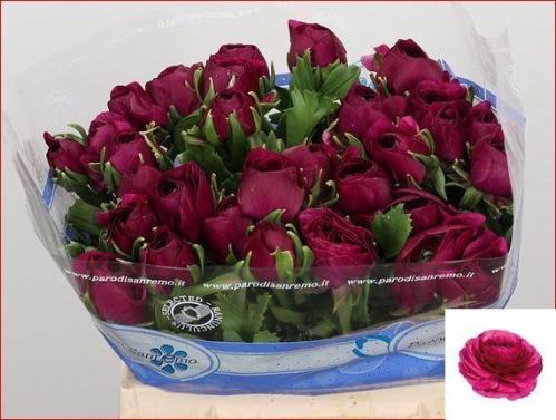 Ranunculus asiaticus Success Sherry