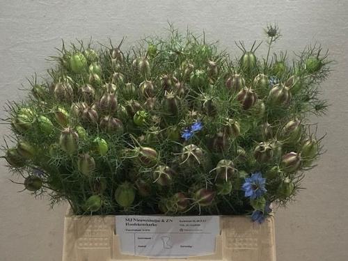 Nigella damascena (zaaddozen) per bos