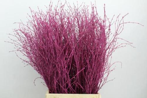 Betula kleurbehandeld H%