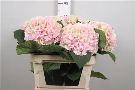 Hydrangea macrophylla 'Verena' (classic)