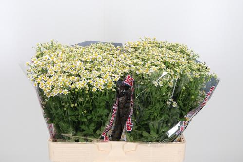 Tanacetum parthenium 'Single Vegmo'