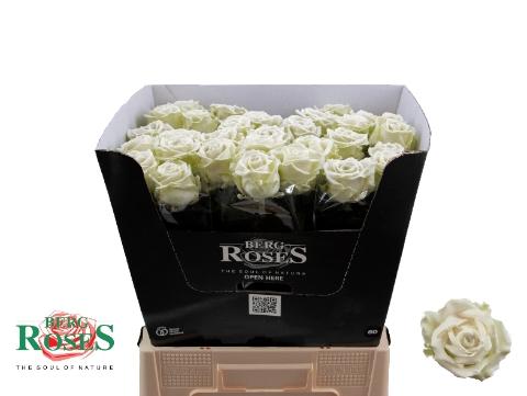 Rosa grootbloemig gewaxt H%