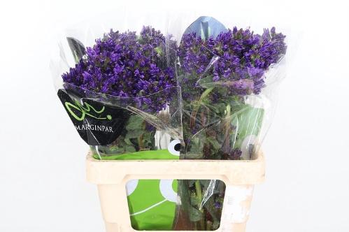 Campanula glomerata Bellanova Blue