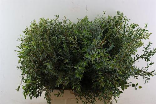 Eucalyptus per bos parvifolia