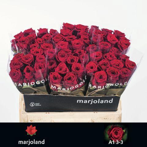 Rosa grootbloemig Red Naomi!