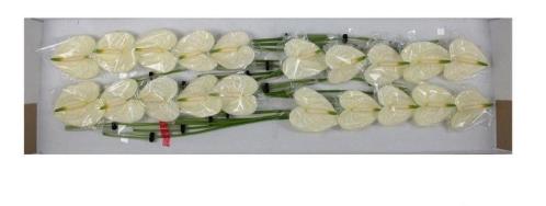 Anthurium Andreanum Grp Moments