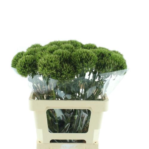 Dianthus barbatus Kiwi Mellow