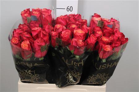 Rosa grootbloemig Bogart-Bb