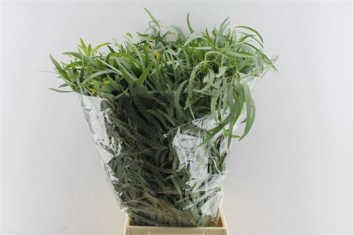 Eucalyptus per bos nicholii
