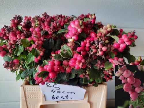Symphoricarpos (Pink Berry Grp) Magical Ruby Giant