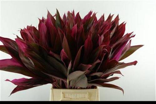 Decoratiegroen groot blad