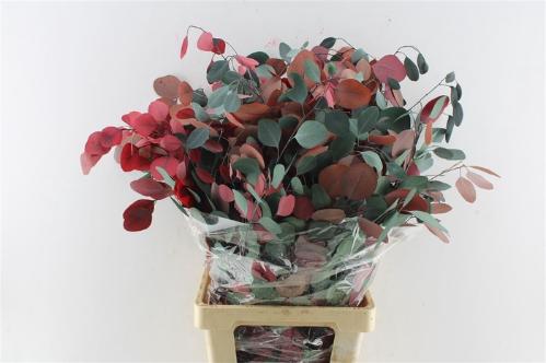 Eucalyptus polyanthemos (fruit) kleurbehandeld per bos H%