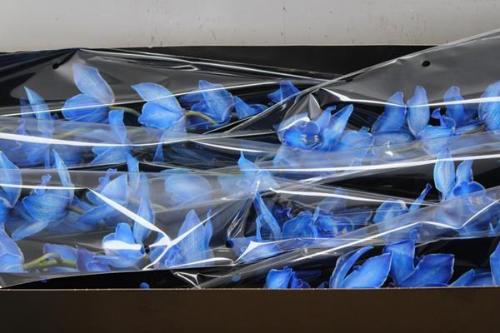 Cymbidium grootbloemig per tak kleurbehandeld H%