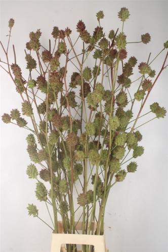 Glycyrrhiza yunnanensis (zaaddoos)