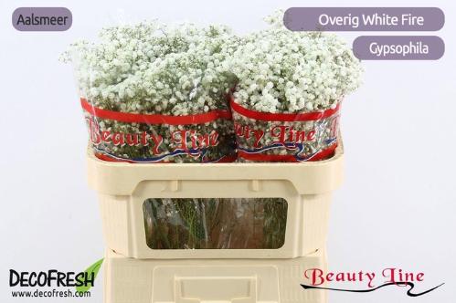 Gypsophila paniculata overig