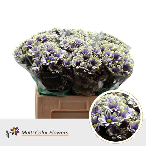 Chrysanthemum Indicum Grp tros kas kleurbehandeld H%