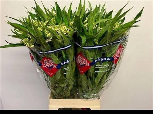 Asclepias incarnata 'Ice Ballet'