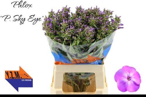 Phlox Paniculata Grp 'Sky Eyes'