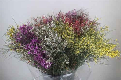 Genista overig wit per bos