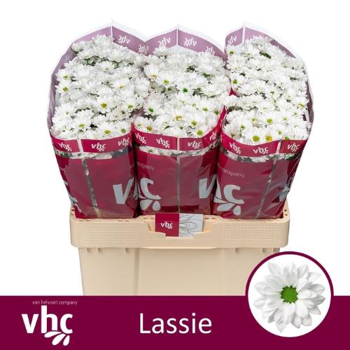Chrysanthemum (Indicum Grp) tros santini AAA Lassie