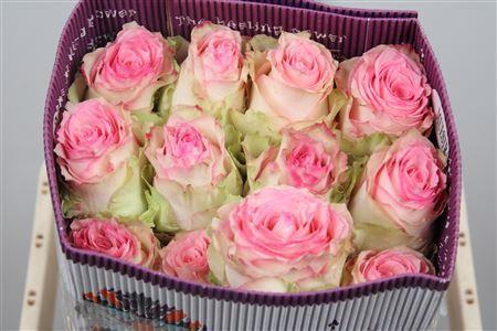 Rosa grootbloemig Esperance