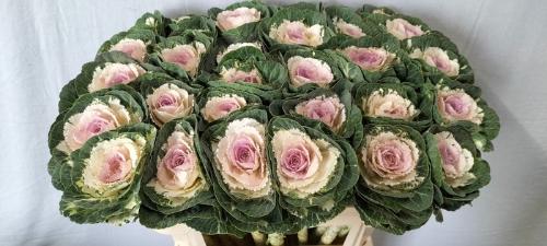 Brassica oleracea Empire Anna