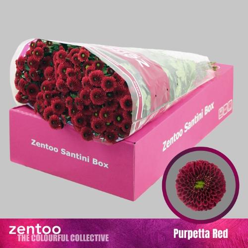 Chrysanthemum (Indicum Grp) tros santini AAA Purpetta Red