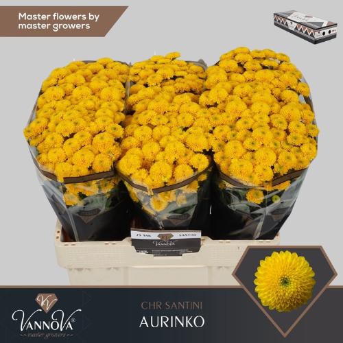 Chrysanthemum Indicum Grp tros santini Aurinko
