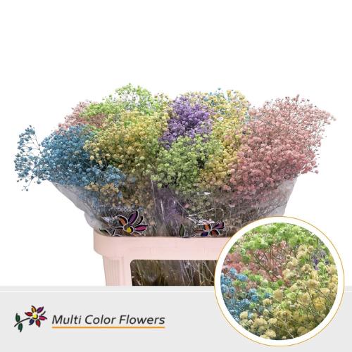 Gypsophila overig kleurbehandeld H%