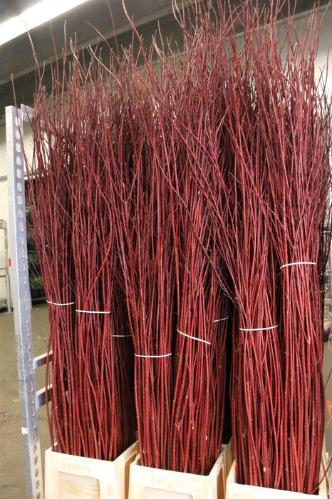 Cornus alba 'Sibirica'