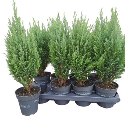 Chamaecyparis lawsoniana 'Ellwoodii'