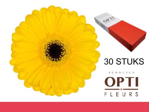 Gerbera mini 'Pacman'