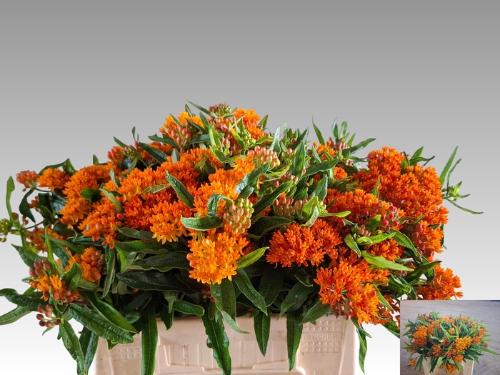 Asclepias tuberosa