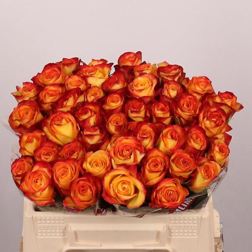 Rosa grootbloemig Firefox