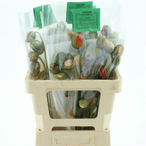 Papaver orientale 'Pizzicato'