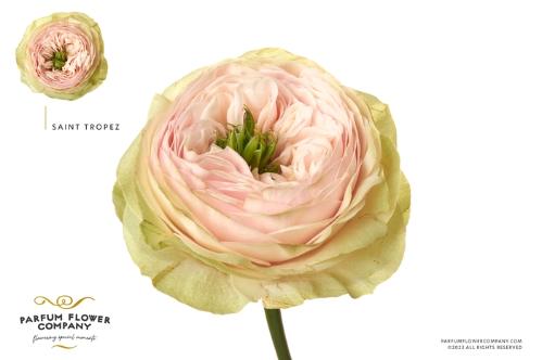 Rosa grootbloemig Saint Tropez
