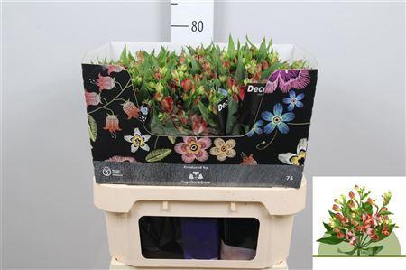 Alstroemeria florinca Tinto