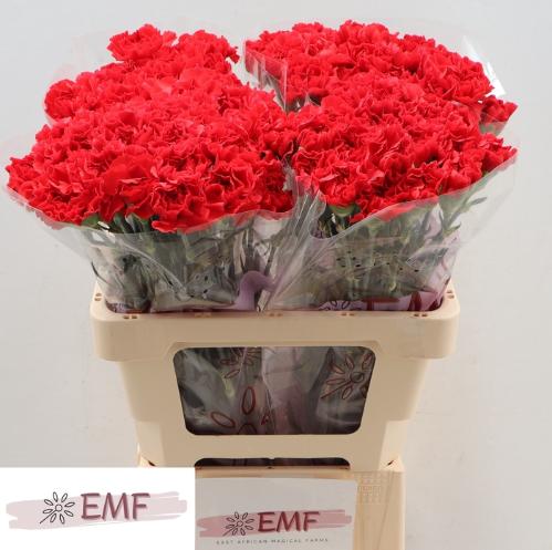 Dianthus standaard Grand Slam