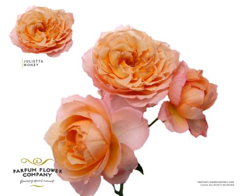 Rosa tros overig