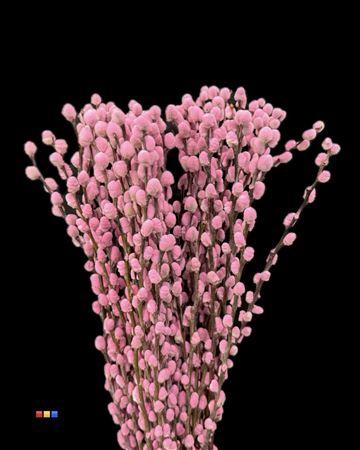 Salix H%