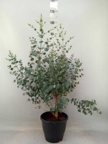 Eucalyptus gunnii