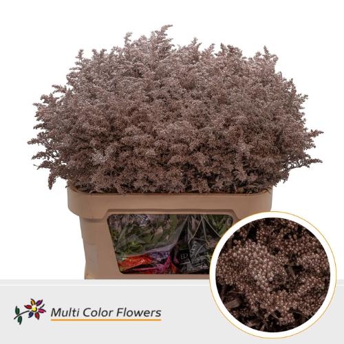 Solidago kleurbehandeld H%