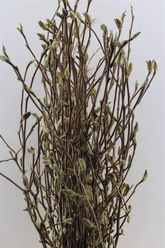 Magnolia grandiflora per bos