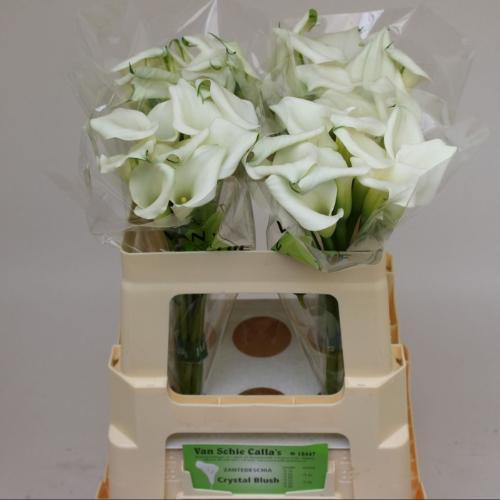 Zantedeschia 'Crystal Blush'