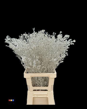 Chamelaucium kleurbehandeld H%