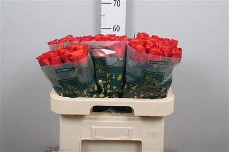 Rosa grootbloemig Devoted